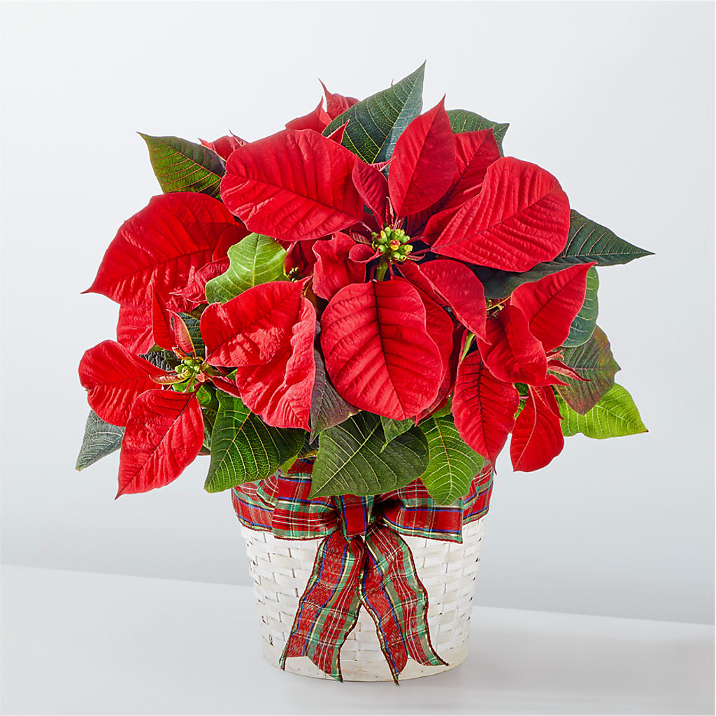 Happiest Holidays Poinsettia – GORDILLO'S FLOWERS AND GIFTS LLC, Mishawaka IN