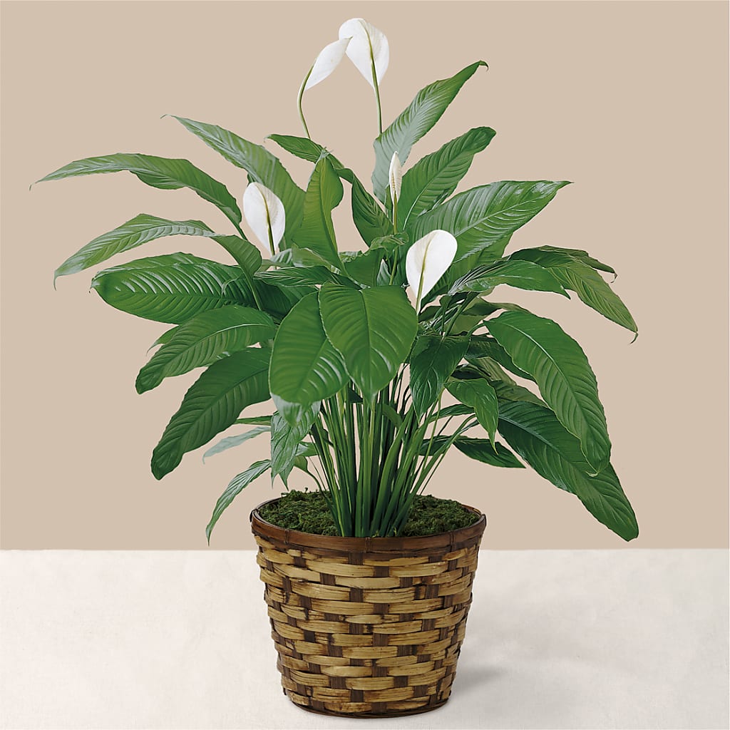 Tranquil Moments Peace Lily Plant – GORDILLO'S FLOWERS AND GIFTS LLC, Mishawaka IN