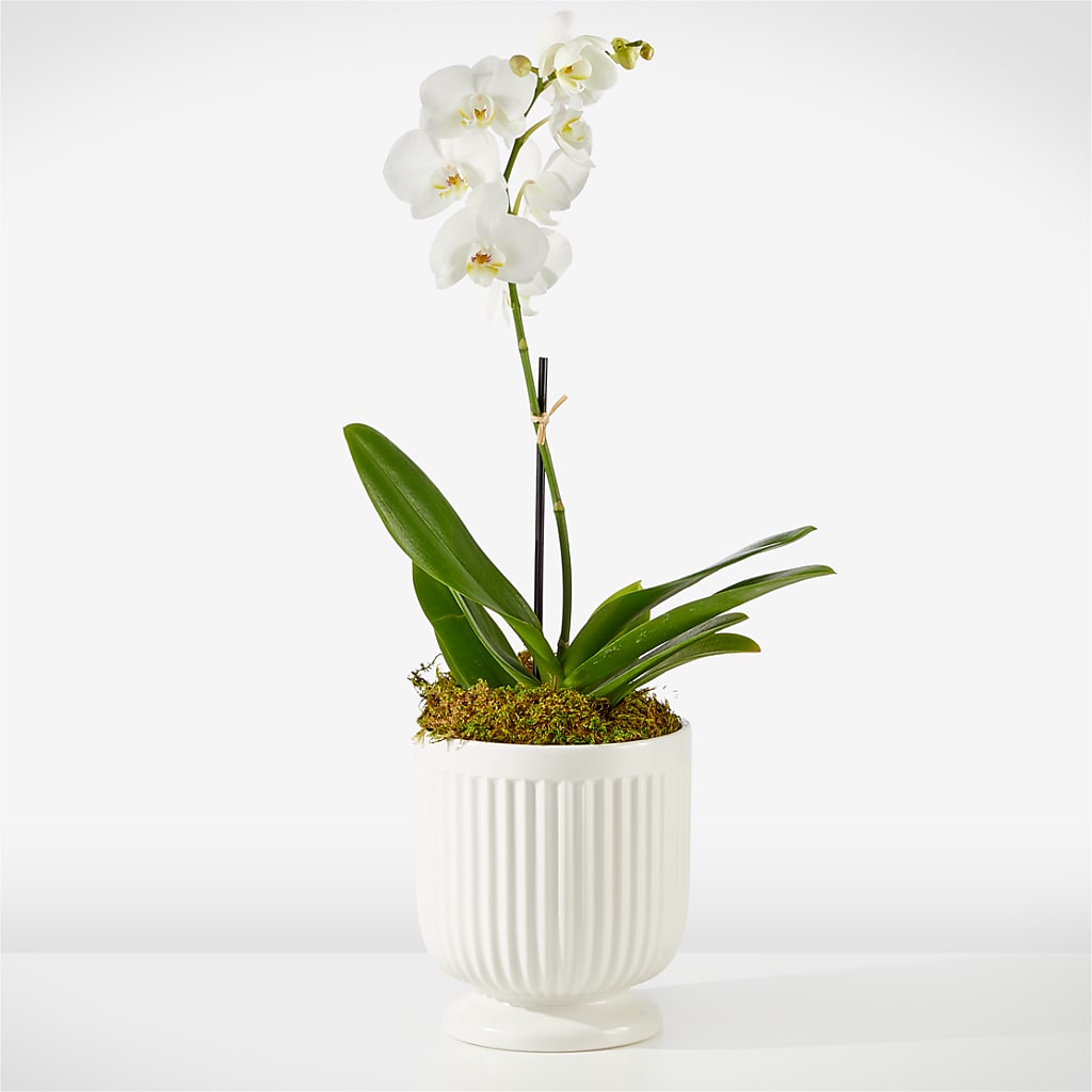 Whispering White Orchid – GORDILLO'S FLOWERS AND GIFTS LLC, Mishawaka IN