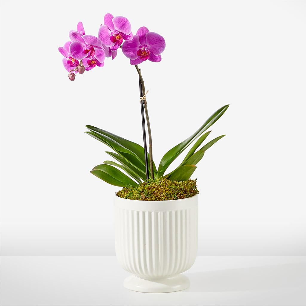 Friendly Fuchsia Orchid – GORDILLO'S FLOWERS AND GIFTS LLC, Mishawaka IN