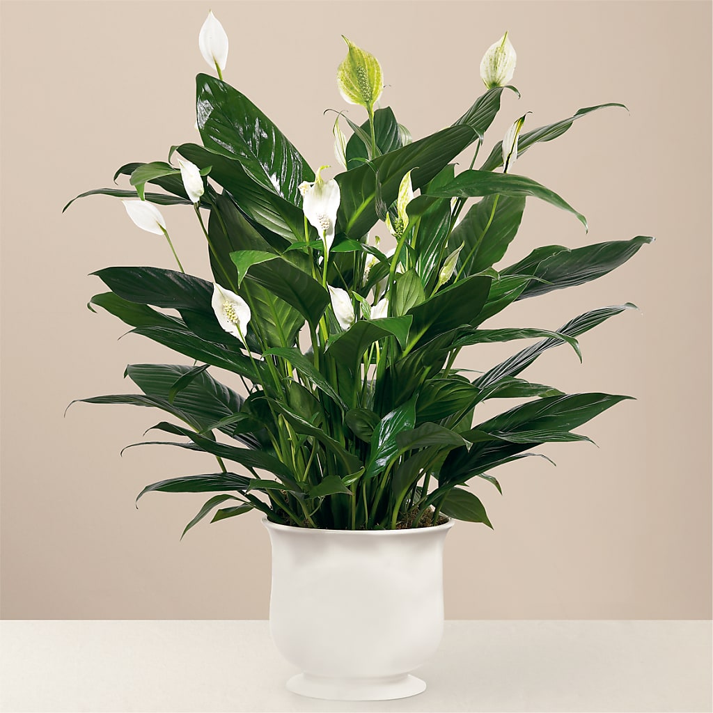 Comfort Planter – GORDILLO'S FLOWERS AND GIFTS LLC, Mishawaka IN