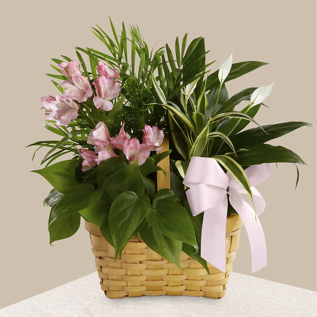 Living Spirit Dishgarden – GORDILLO'S FLOWERS AND GIFTS LLC, Mishawaka IN