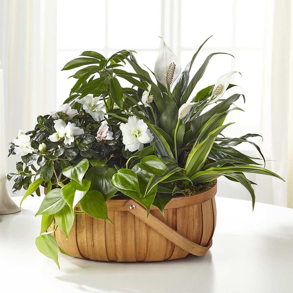 Serene Dishgarden – GORDILLO'S FLOWERS AND GIFTS LLC, Mishawaka IN