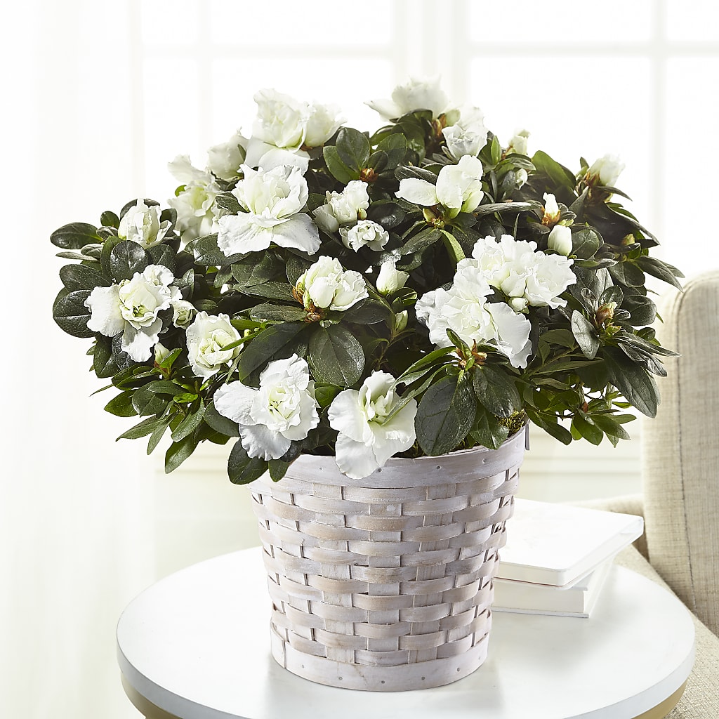 White Azalea Plant – GORDILLO'S FLOWERS AND GIFTS LLC, Mishawaka IN
