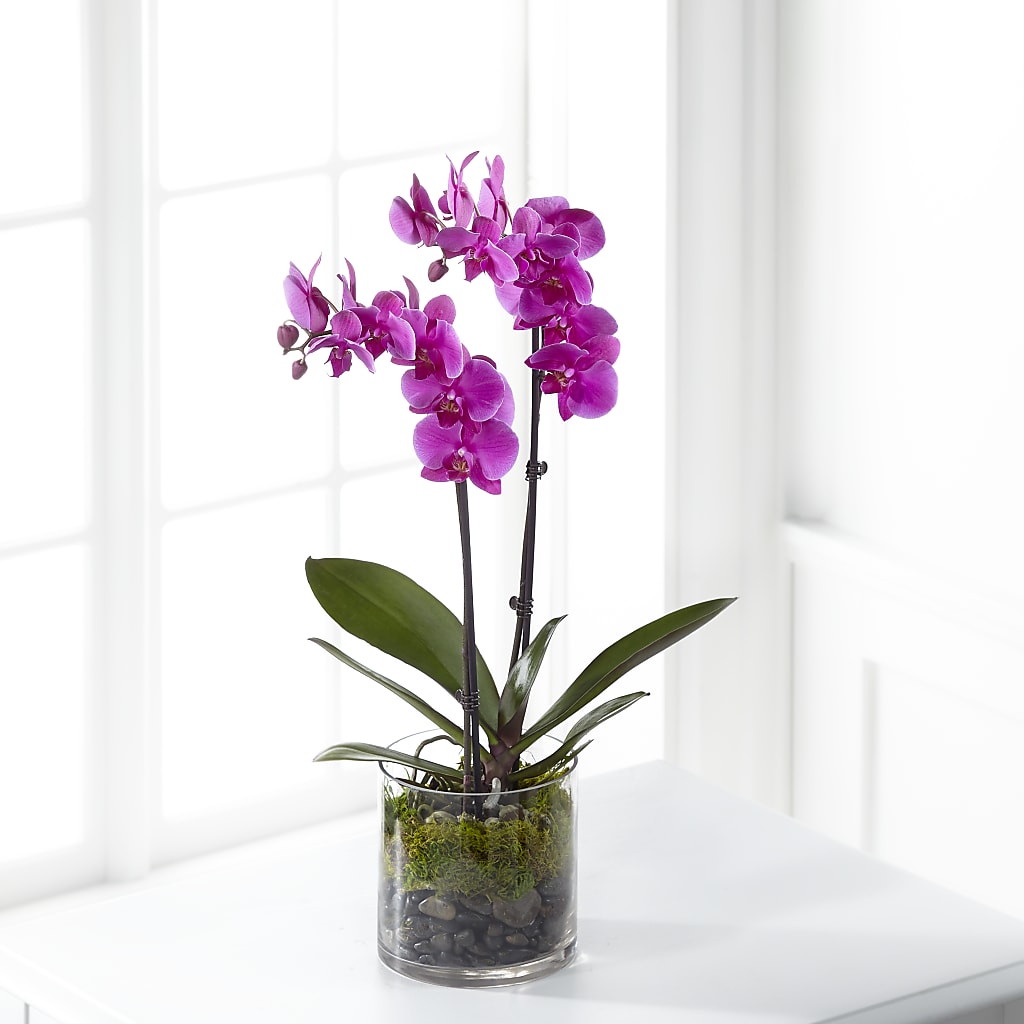 Pink Orchid Plant – GORDILLO'S FLOWERS AND GIFTS LLC, Mishawaka IN