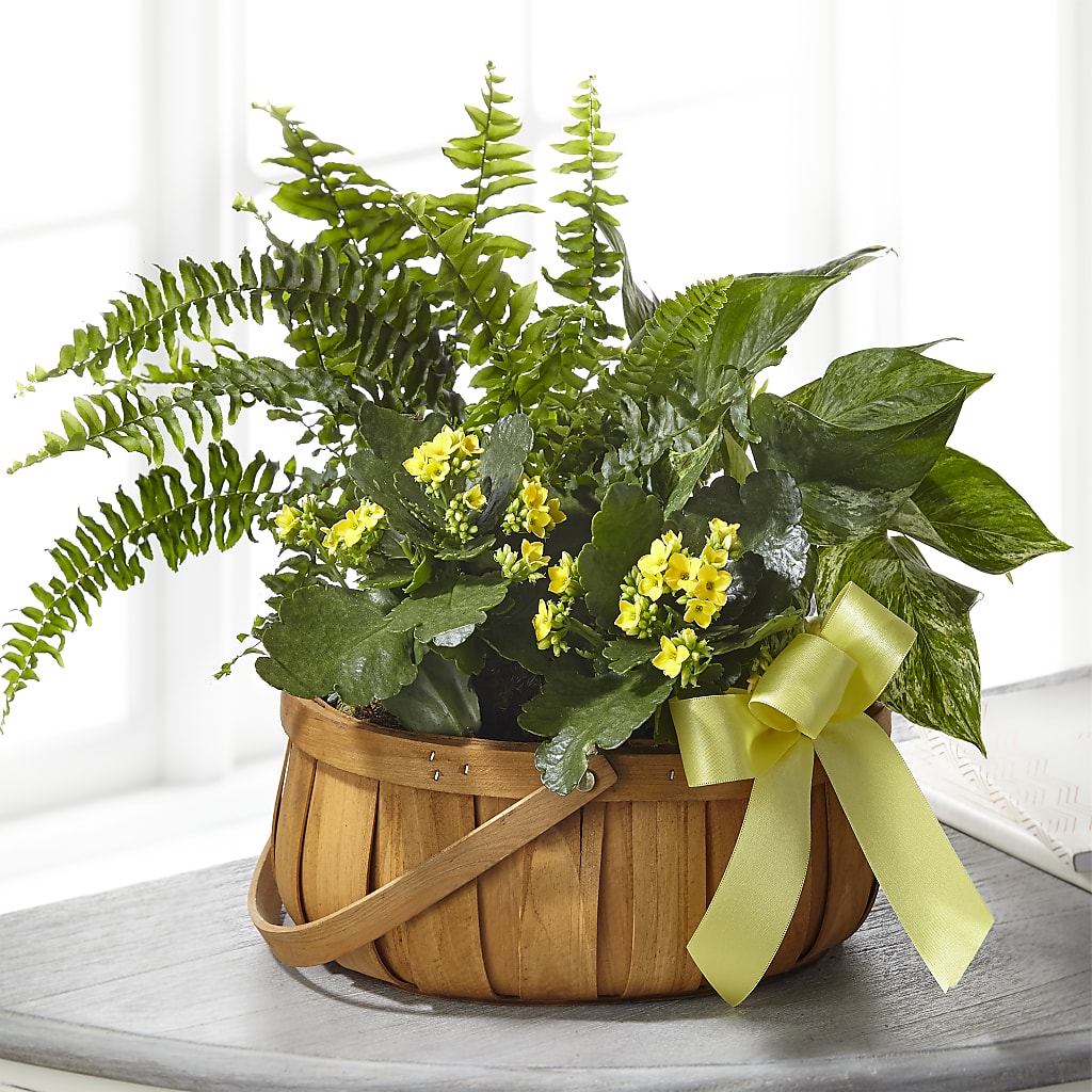 Always Dear Dishgarden – GORDILLO'S FLOWERS AND GIFTS LLC, Mishawaka IN