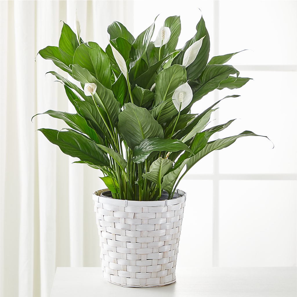 A New Leaf Peace Lily – GORDILLO'S FLOWERS AND GIFTS LLC, Mishawaka IN