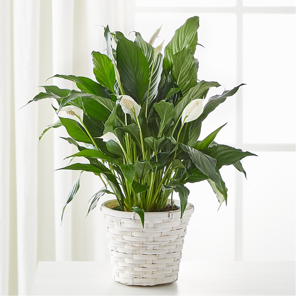 A New Leaf Peace Lily – GORDILLO'S FLOWERS AND GIFTS LLC, Mishawaka IN