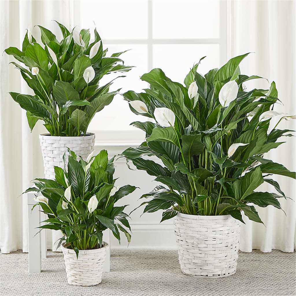 A New Leaf Peace Lily – GORDILLO'S FLOWERS AND GIFTS LLC, Mishawaka IN