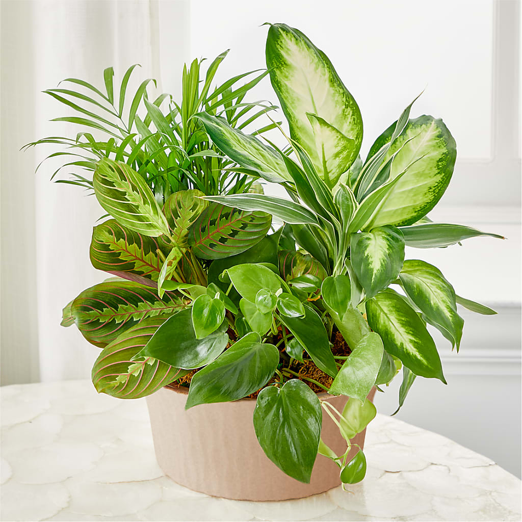 Balance & Harmony Dishgarden – GORDILLO'S FLOWERS AND GIFTS LLC, Mishawaka IN