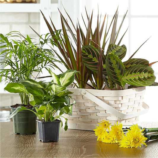 Florist Designed Blooming and Green Plants in a Basket – GORDILLO'S FLOWERS AND GIFTS LLC, Mishawaka IN