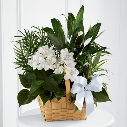 Peace & Serenity Dishgarden – GORDILLO'S FLOWERS AND GIFTS LLC, Mishawaka IN