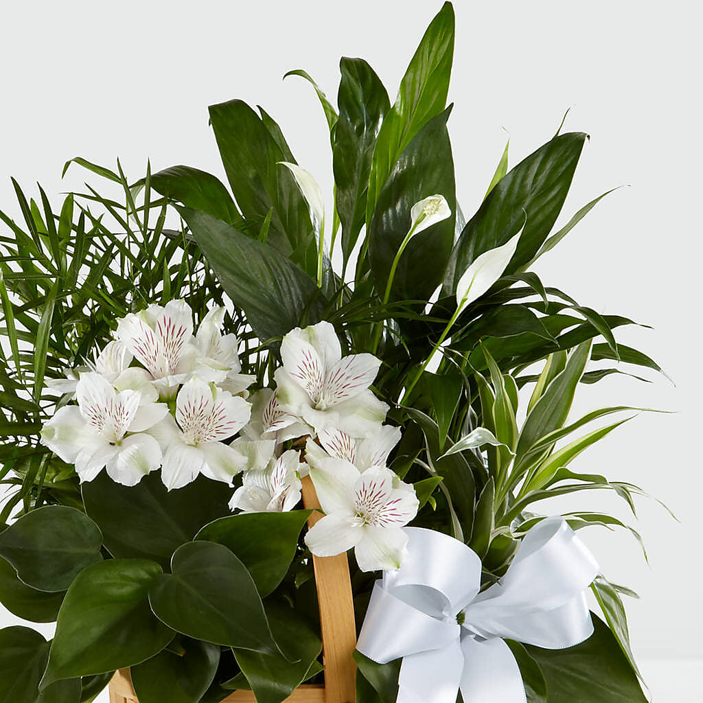 Peace & Serenity Dishgarden – GORDILLO'S FLOWERS AND GIFTS LLC, Mishawaka IN