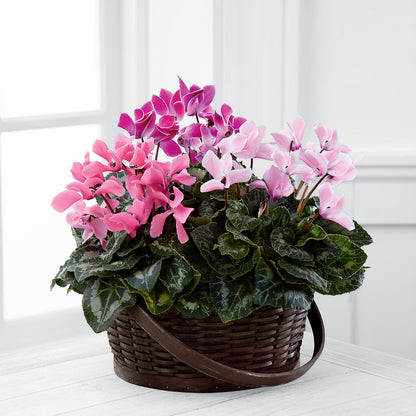 Mixed Cyclamen Planter – GORDILLO'S FLOWERS AND GIFTS LLC, Mishawaka IN