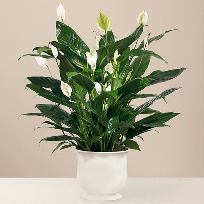 Comfort Planter – GORDILLO'S FLOWERS AND GIFTS LLC, Mishawaka IN