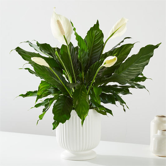 Comfort Planter – GORDILLO'S FLOWERS AND GIFTS LLC, Mishawaka IN
