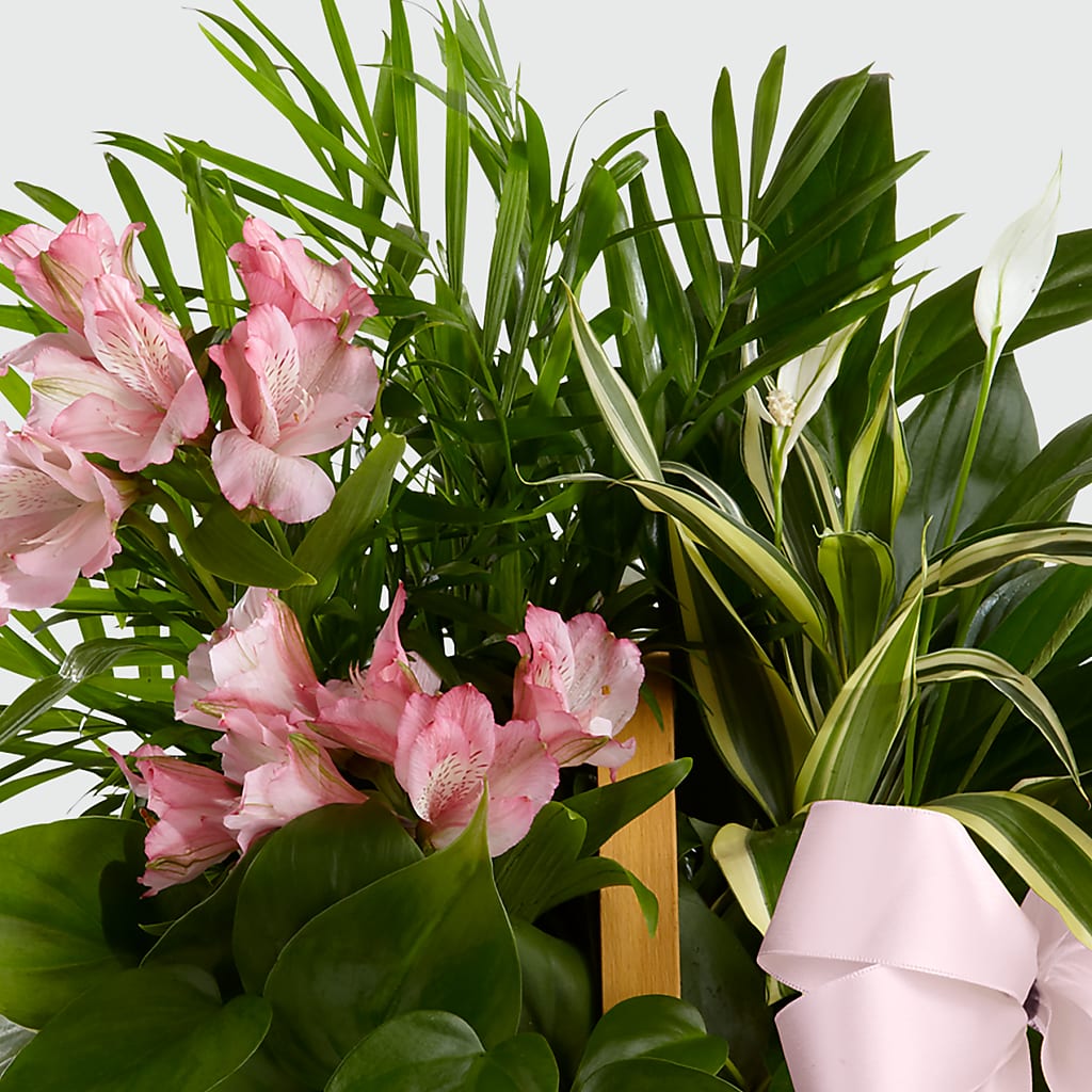 Living Spirit Dishgarden – GORDILLO'S FLOWERS AND GIFTS LLC, Mishawaka IN