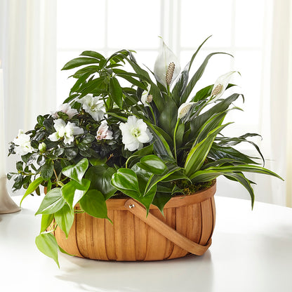 Serene Dishgarden – GORDILLO'S FLOWERS AND GIFTS LLC, Mishawaka IN