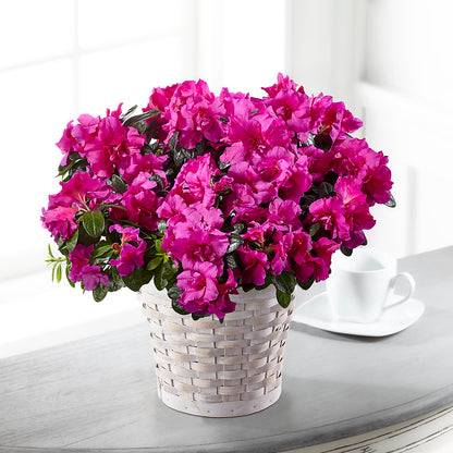 Hope & Serenity Azalea Plant – GORDILLO'S FLOWERS AND GIFTS LLC, Mishawaka IN