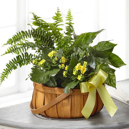 Always Dear Dishgarden – GORDILLO'S FLOWERS AND GIFTS LLC, Mishawaka IN