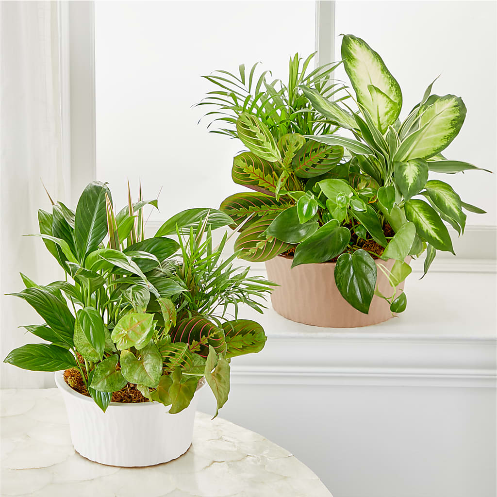 Balance & Harmony Dishgarden – GORDILLO'S FLOWERS AND GIFTS LLC, Mishawaka IN