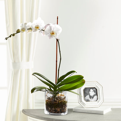 White Orchid Planter – GORDILLO'S FLOWERS AND GIFTS LLC, Mishawaka IN