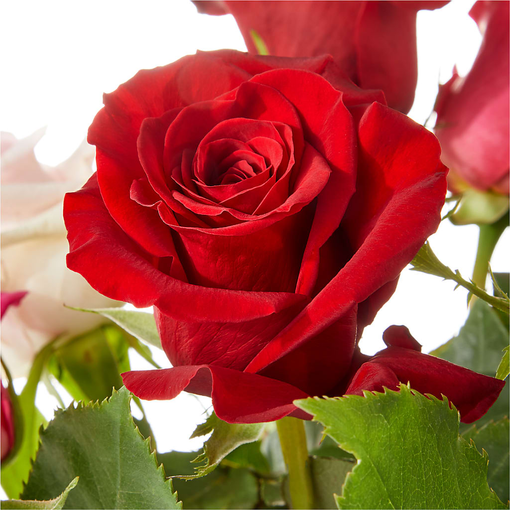 Love Notes Rose Bouquet – GORDILLO'S FLOWERS AND GIFTS LLC, Mishawaka IN