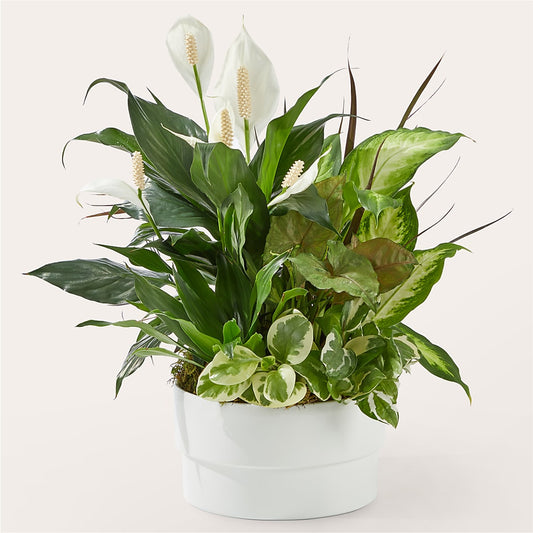 Radiating Positivity Dishgarden – GORDILLO'S FLOWERS AND GIFTS LLC, Mishawaka IN